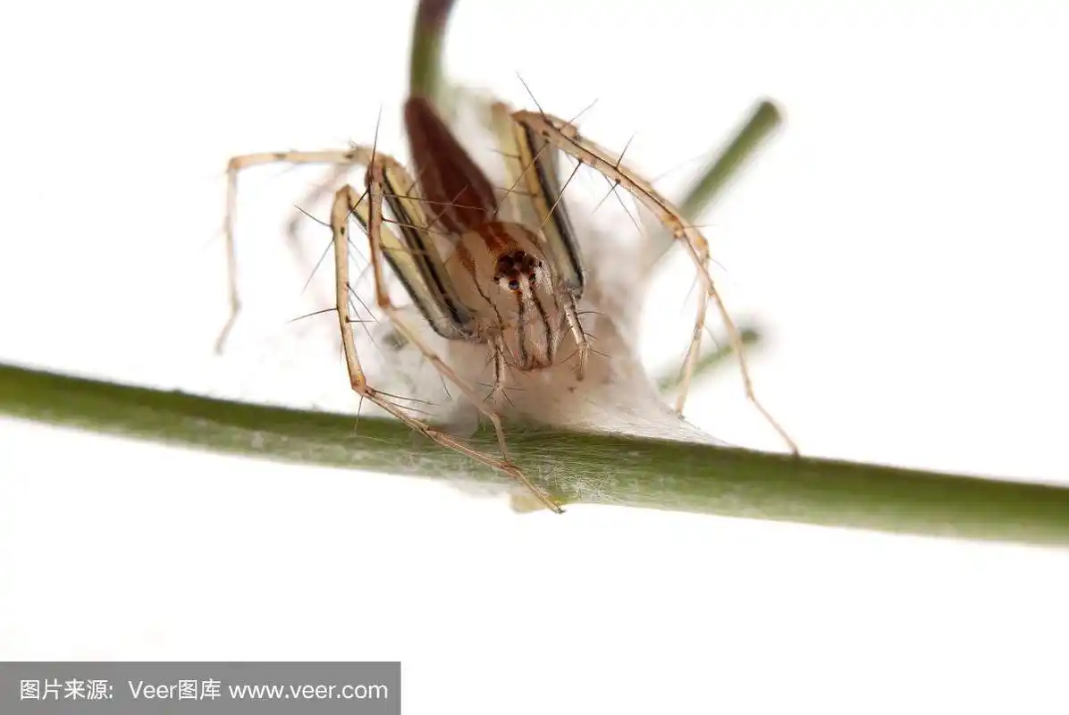 公文包,卵,蜘蛛,自然,无脊椎动物