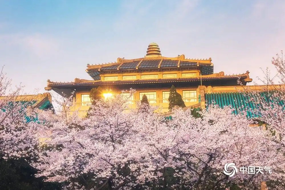 一组图片带你寻找记忆中武汉大学最美的樱花