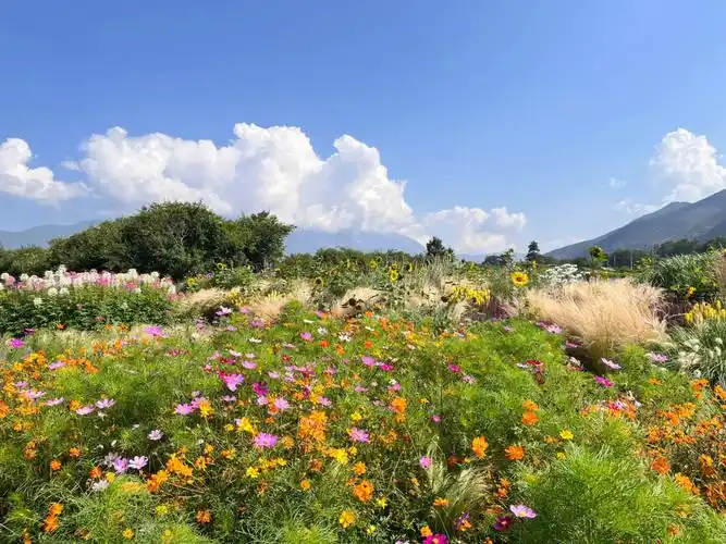 丽江超美的花海