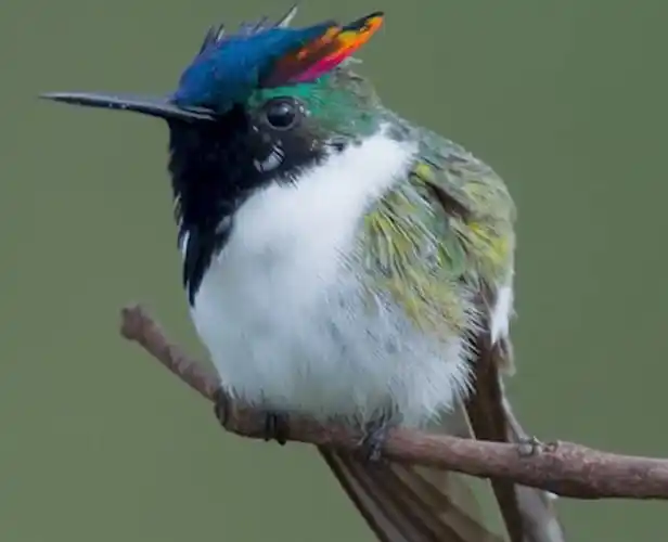 原创漂亮的鸟每一只都将濒危他们的漂亮容貌让人喜爱万分