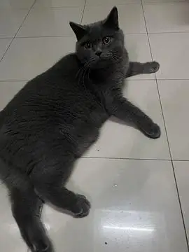 公蓝猫15斤算胖吗需要减肥吗