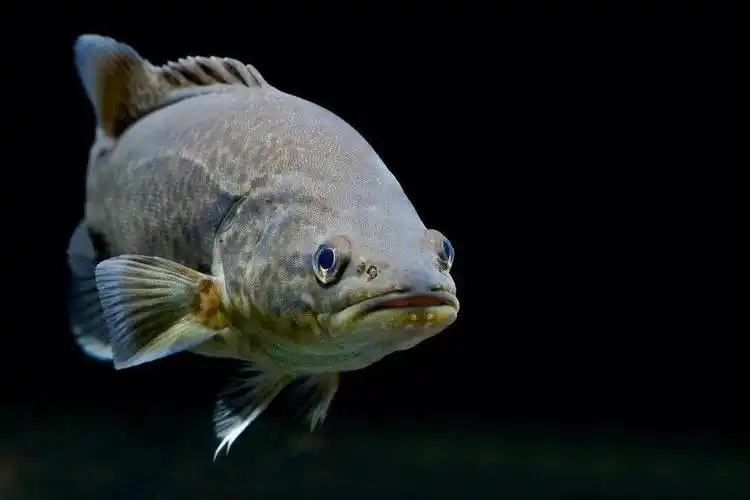 与宝石鲈,黄金鲈,银鲈等淡水鱼并列为澳洲四大顶级淡水鱼,被澳大利亚