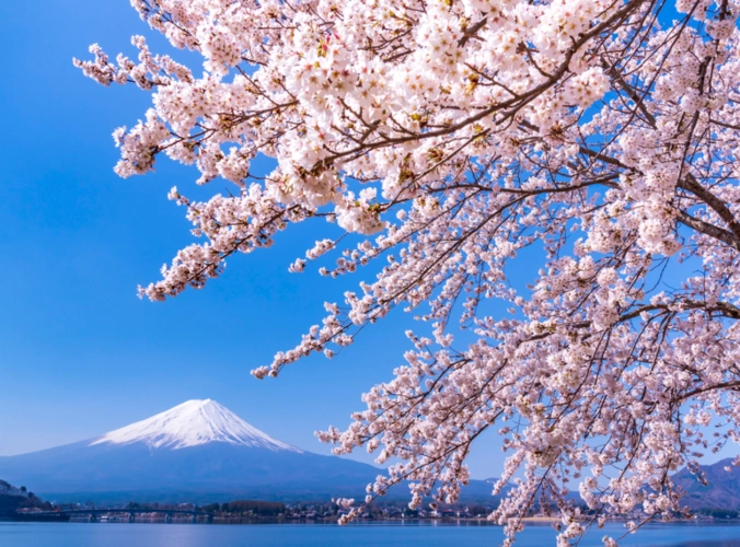 [限4月]东京眺望富士山赏樱花一日游(忍野八海 河口湖 新仓浅间公园)