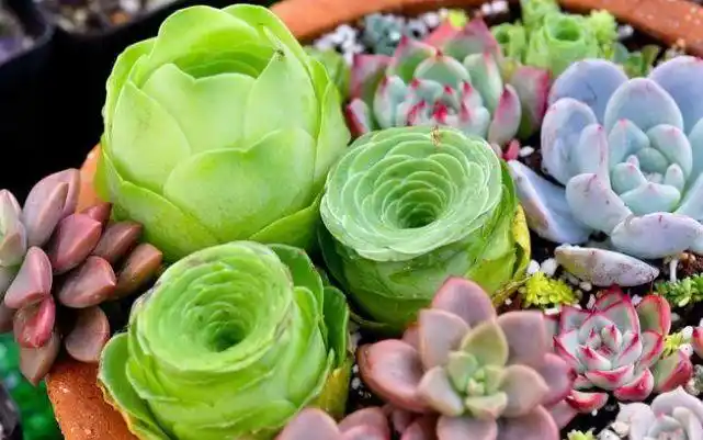 6种随处可见却又叫不出名的"植物",你都见过吗?