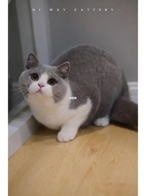 英短靓照甜系蓝白妹妹