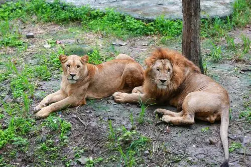 动物园里的它们