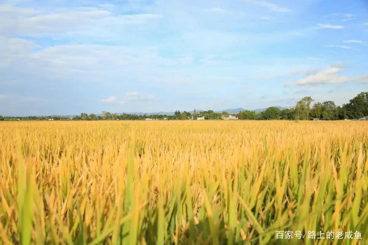 金堂县一处金黄色的稻田,让人心旷神怡
