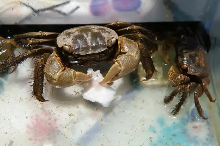 小螃蟹觅食纪实(e18-55套头加绿叶close up 4近摄镜拍摄)