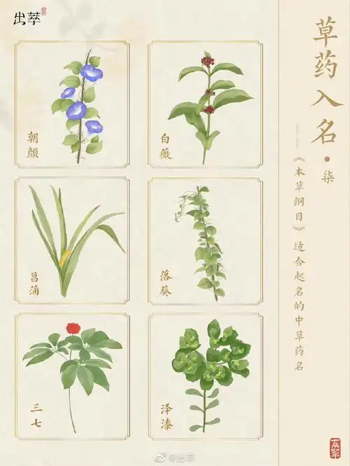 诗意满满的草药名字——出萃