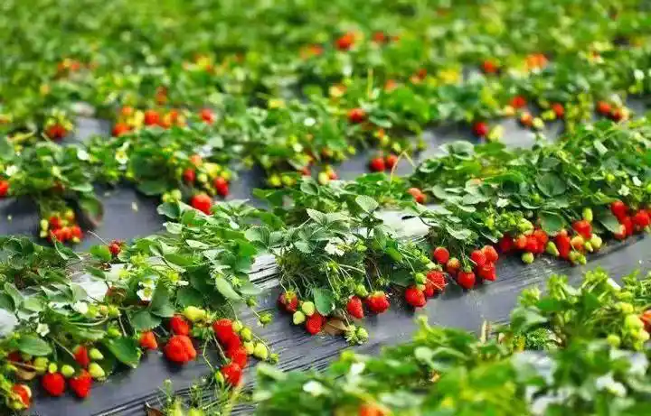 亲亲草莓采摘园