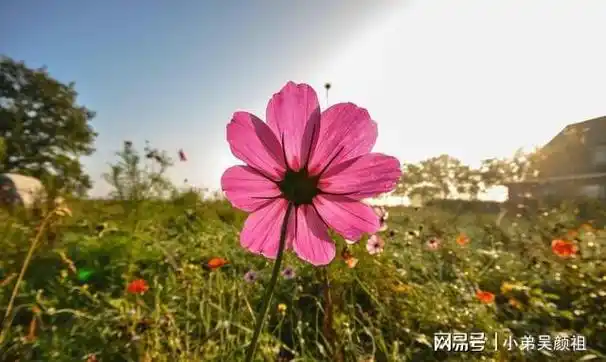 我愿赌服输从今以后我不会再打扰你了