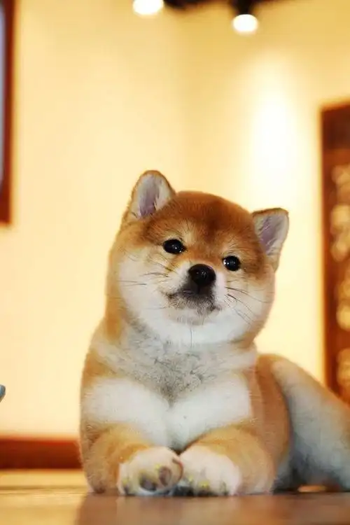 呆萌多变的小表情,赢得了众多狗狗爱好者的喜爱,也算是狗狗界的小网红