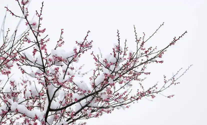 玉屏:雪中傲梅绽放_湿地_公园_梅花