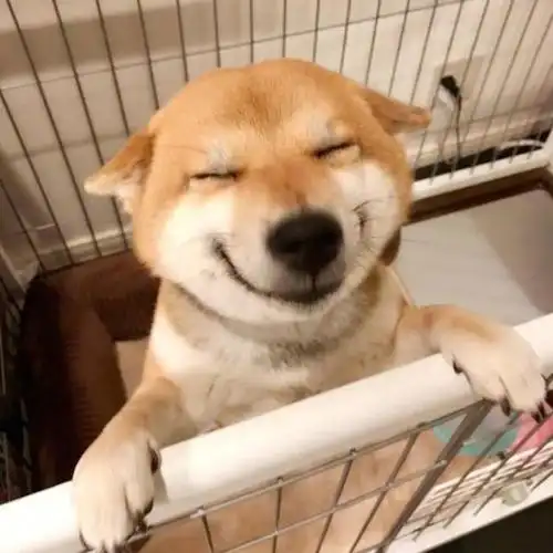 比哈士奇还搞笑柴犬的真面目让铲屎官笑弯腰