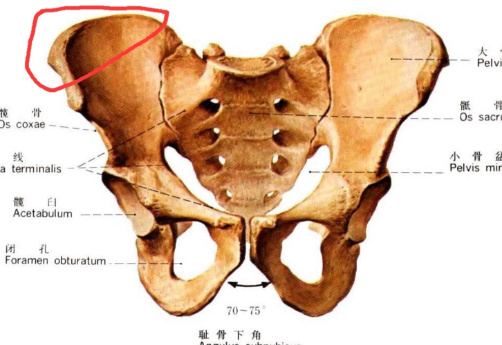 大骨盆的右上角边缘疼痛