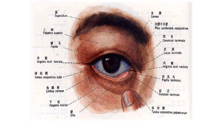 大学常见疾病课件 眼常见疾病防治 主要内容: 1, 认识眼睑,角膜,结膜