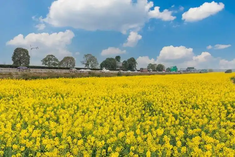 田上方飞驰而过漫画般的绝美场景一把子拿捏住凤 求 凰凤求凰一半麦田