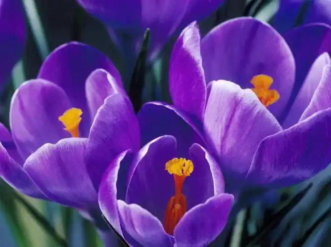 ╮等闲识得东风面◇万紫千红总是春╭※╯〖极品美图〗 - 军警草原狼