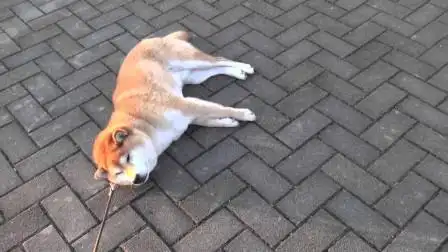 狗狗出门散步不想回家,趴在地上赖着不走,这表情也太逗了!