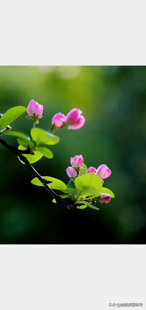 花草摄影中有10种形式美至少要用6种照片才有高级感