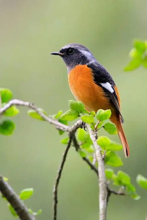 全世界最漂亮的鸟:普通翠鸟,北红尾鸲鸟,灰头绿啄木鸟,白头鹎鸟.