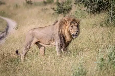 大乔乱舞桃屋猫一只公狮子在草丛中行走照片