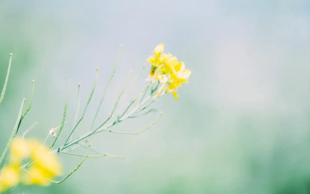 治愈系绿色植物图片桌面壁纸