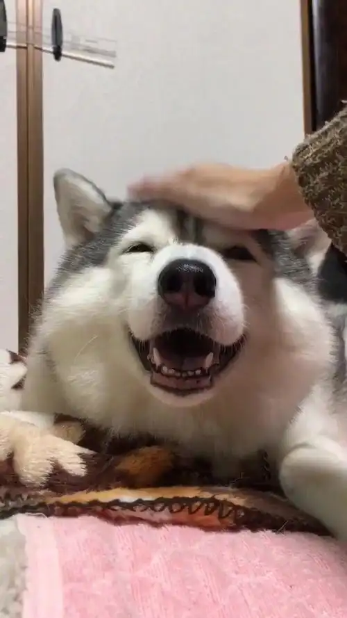 叫我刨冰就好啦