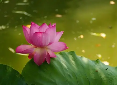 七宝荷花别样情