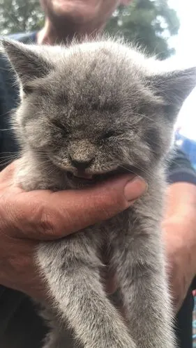 大家帮我看看这只蓝猫纯不纯?