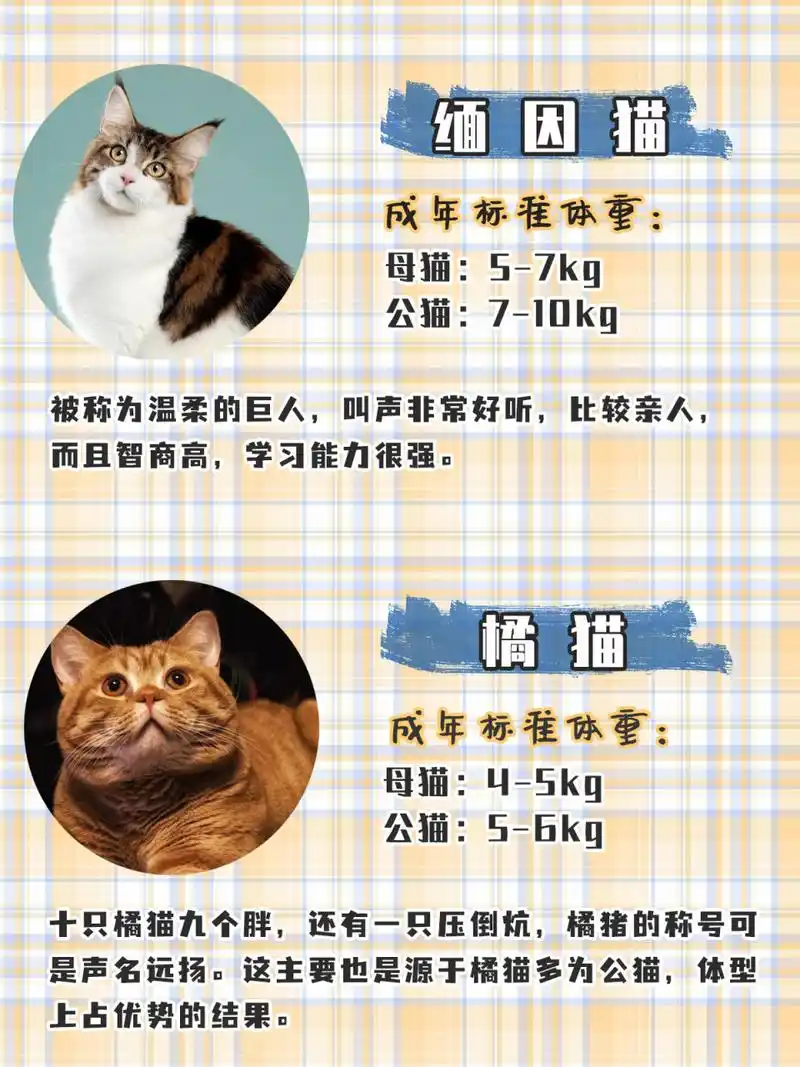 99 英短: 成年标准体重:母猫:4-5.5kg, 公猫:6-7.