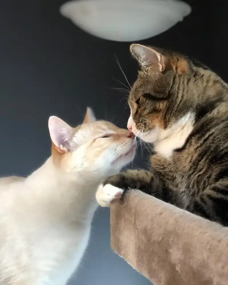 如果猫咪有时也会用鼻子跟你对鼻子,或者舔舐你的