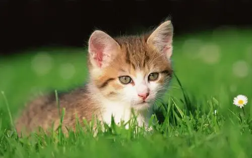 可爱软萌小猫咪,高清图片,电脑桌面-壁纸族