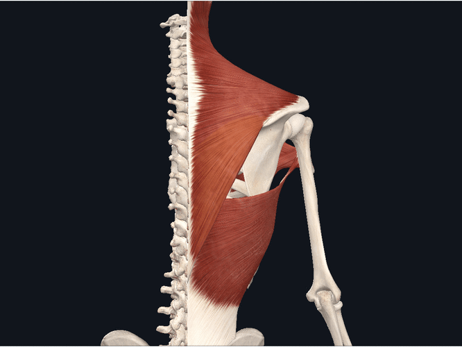 如何松解斜方肌触发点解决上背部头颈部疼痛问题