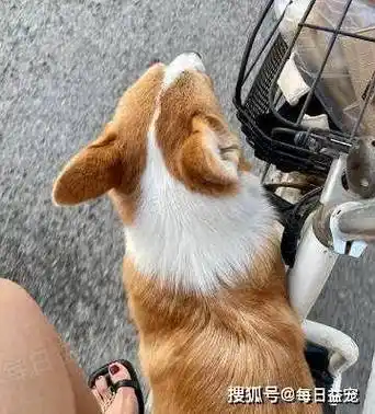 "我养的狗被老公虐杀致死,怒砍20分钟不罢休,事后淡定入睡"