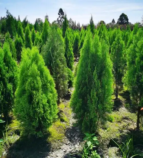 洒金柏 黄头柏 松柏 侧柏树苗 扁柏 圆柏 清明柏 高速路行道树苗
