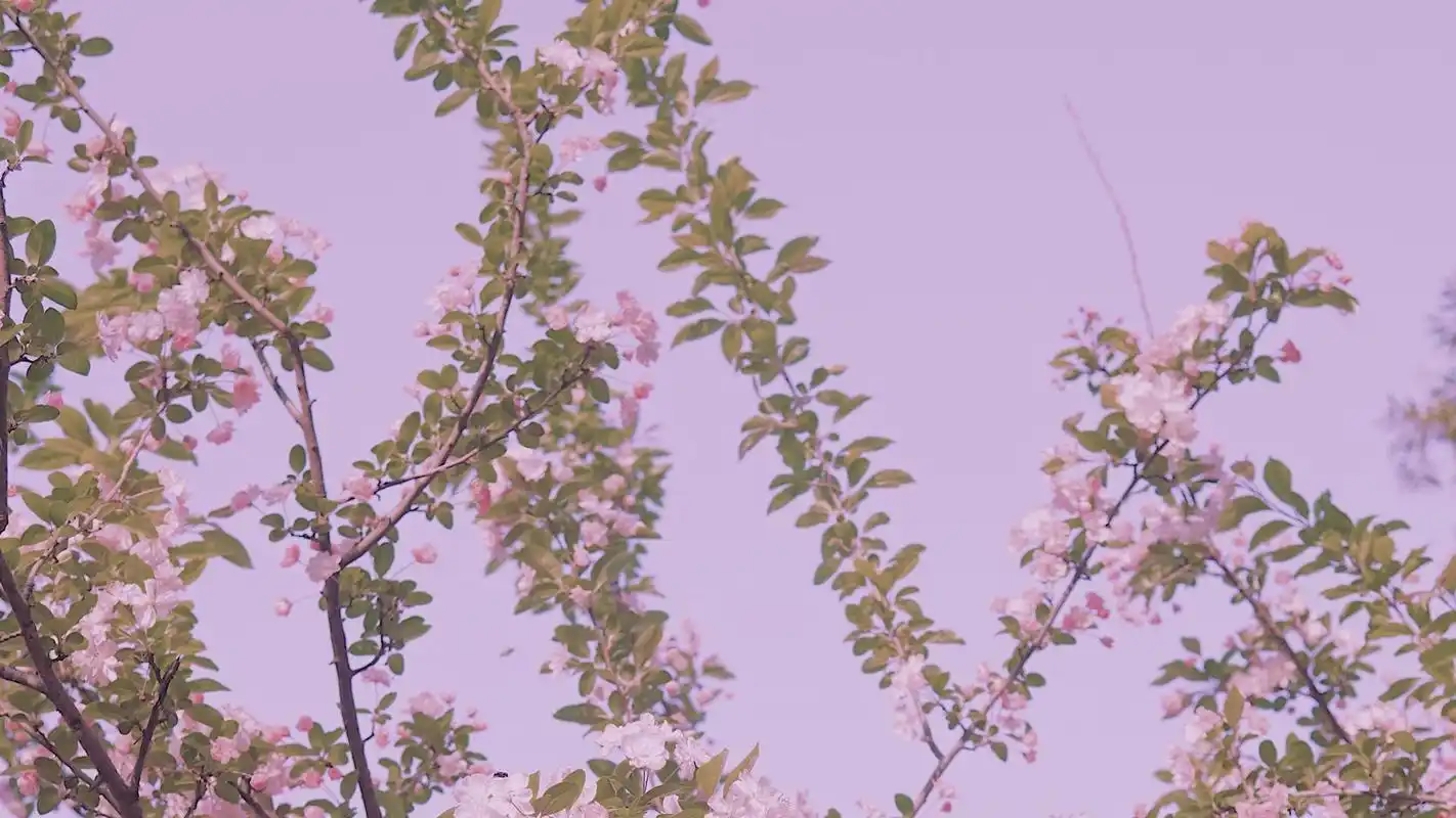 电脑壁纸 花卉 鲜花 海棠花唯美动人高清写真