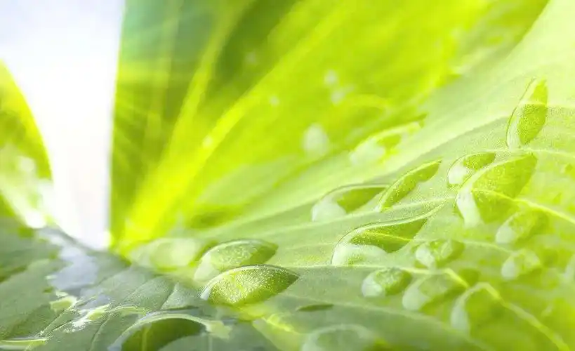 抖音最火闺蜜句子-早安心语