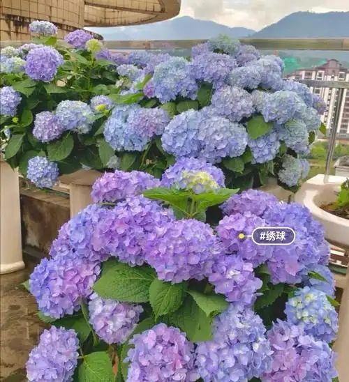 绣球花的花语是什么