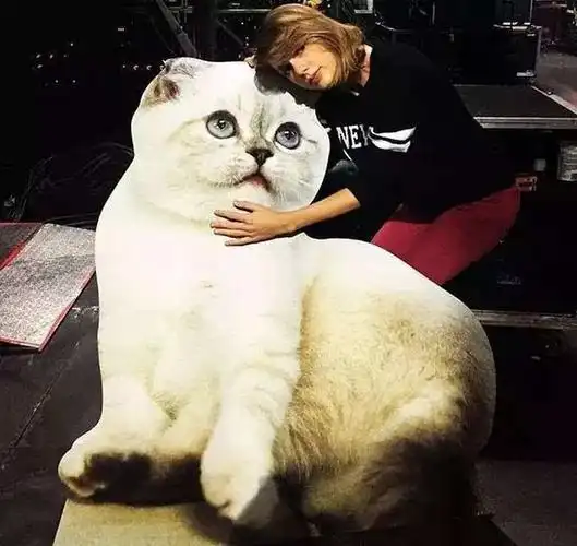 看着miss大小姐一众女神个个成为猫奴,我只想说,放开那只猫,让我来