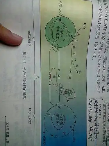 光合作用的光反应和暗反应的解释和公式,求大神指导