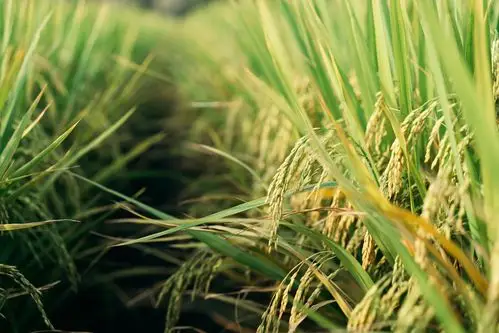 东莞周屋稻田乡村唯美自然风光