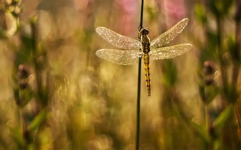 蜻蜓特写高清桌面壁纸图片