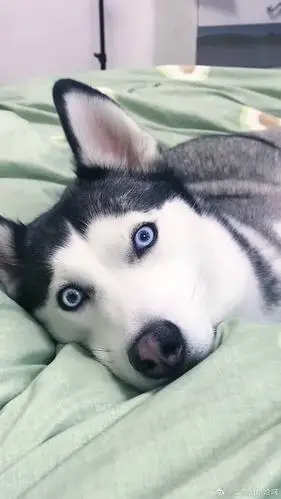 哈士奇睡梦中被惊醒,听见我说这句话,反应太可爱了