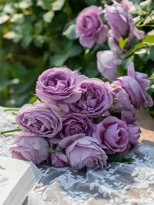 和大家分享下,地栽我不选蓝色风暴月季的原因:不耐热,长势弱等