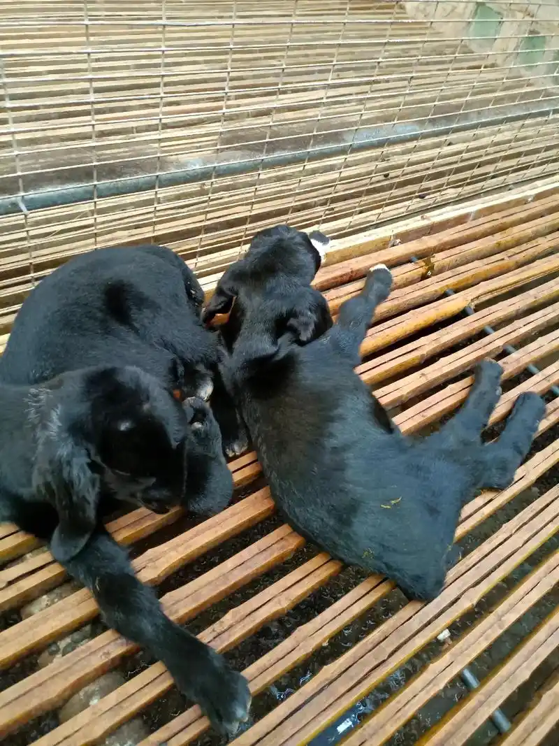 排队卸货中……#努比亚黑山羊  - 抖音