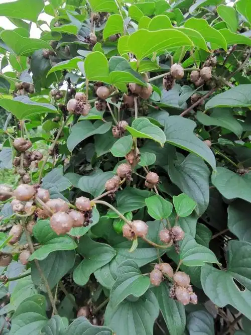 淮山种植方法图片(山药切一段) - 赤虎壹号