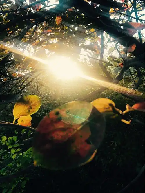 一洒阳光的明媚,光线四射的唯美