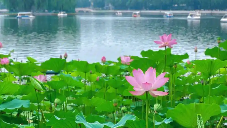 什刹海的荷花