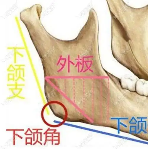 下颌角外板的所在位置